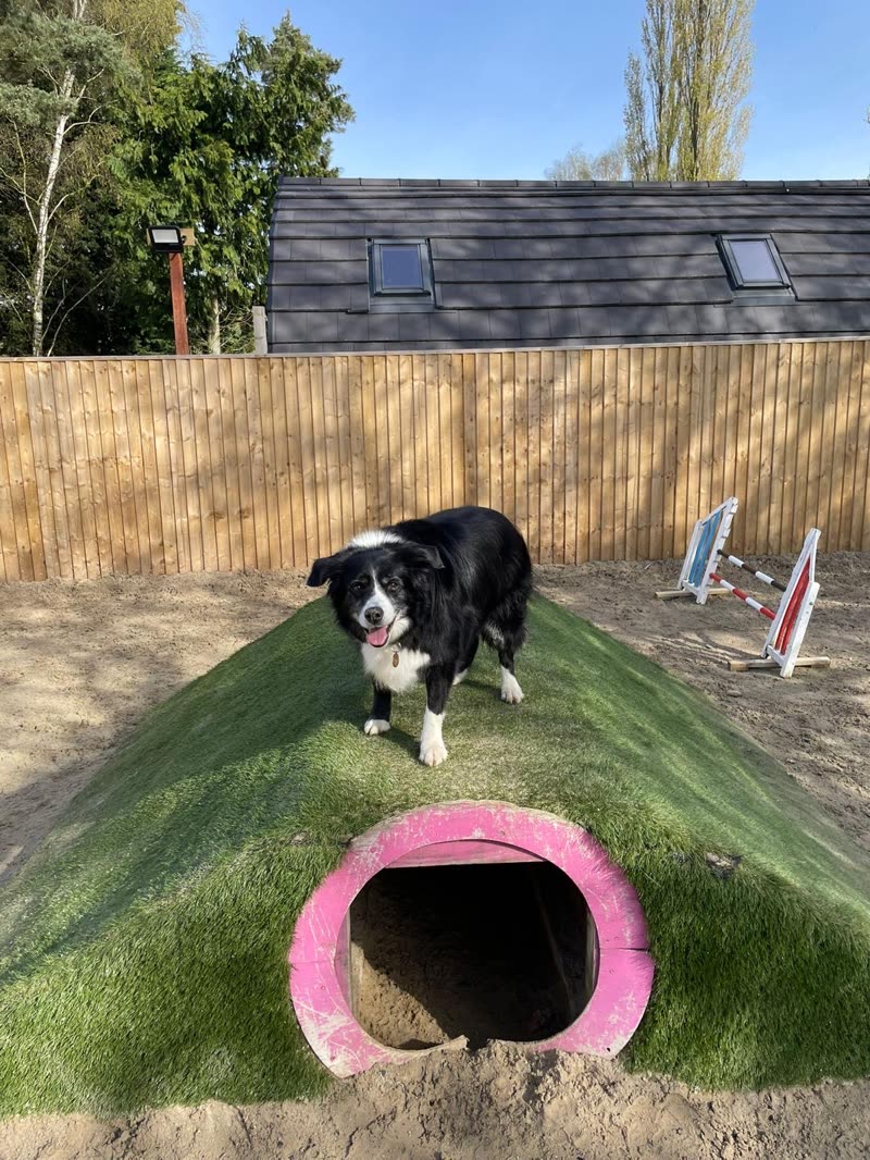 A border collie on a grass-topped agility mound beside a pink tunnel in the fenced sand play yard next to the kennel building
