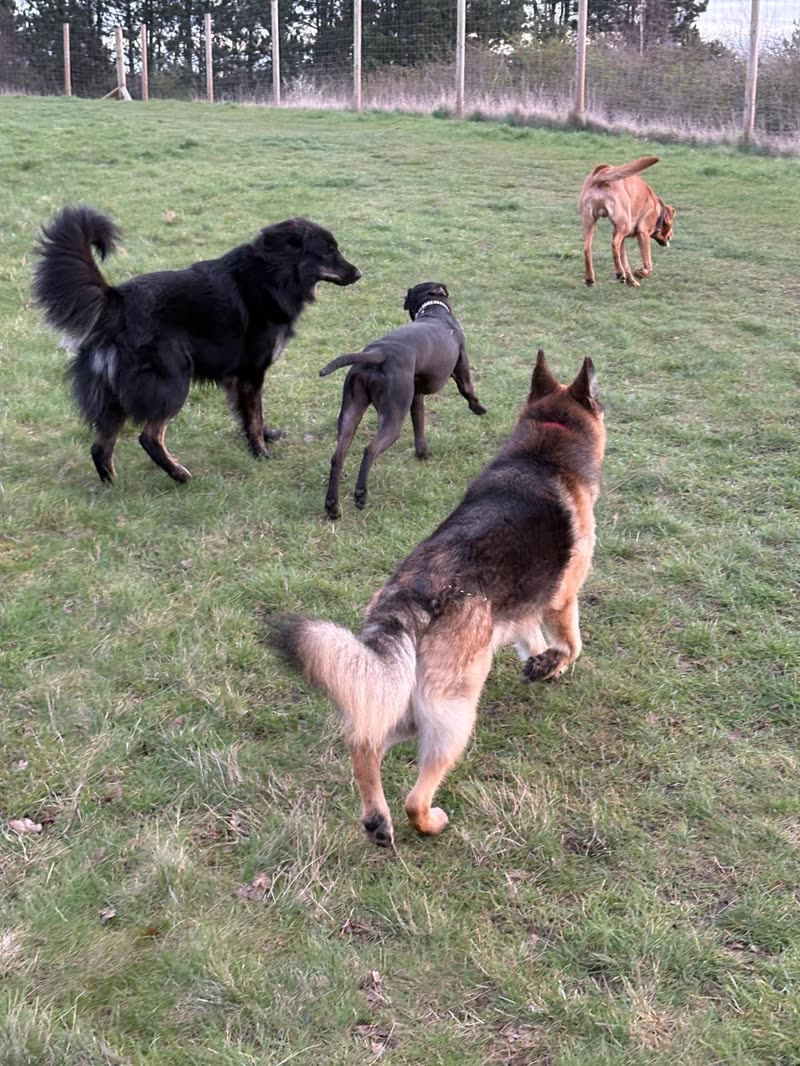 Four dogs of different breeds running and playing together in an open grass paddock