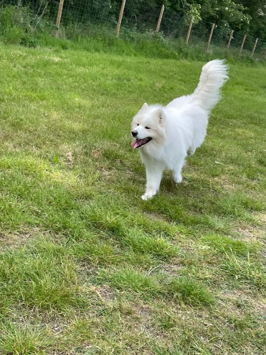 A white Japanese Spitz-type dog standing alert on grass with its tail curled over its back