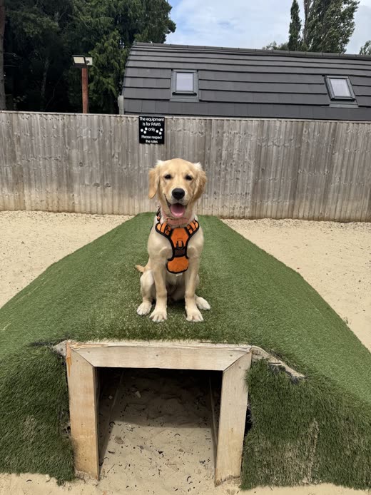 A golden retriever in an orange harness sitting on top of a grass-covered tunnel mound in the sand play yard
