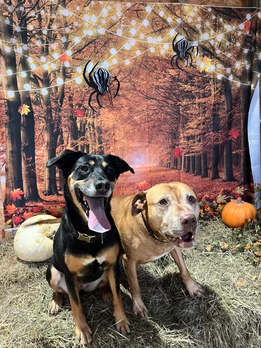 A black-and-tan dog and a yellow labrador sitting together in front of an autumn photo backdrop with pumpkins and hay