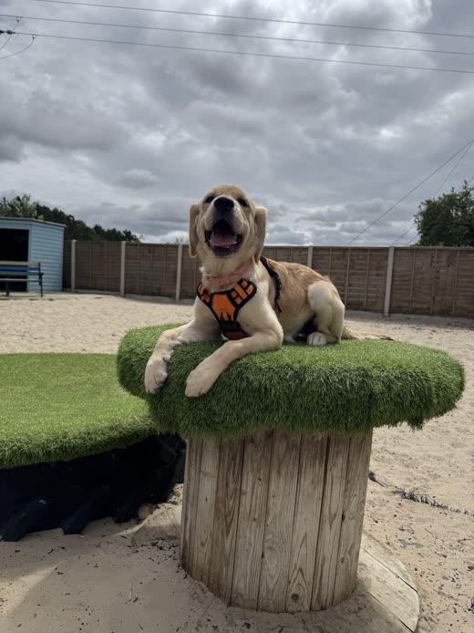 A golden retriever lying on a round grass-topped platform in the sand yard